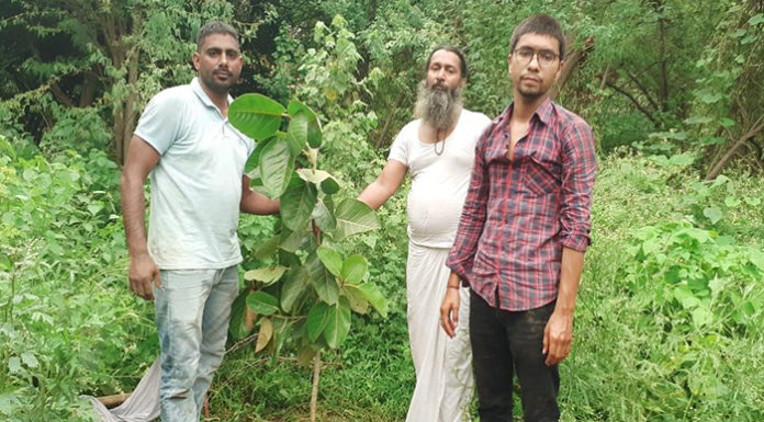 People, large plants planted in the Aravalli mountain range by the Sanse campaign