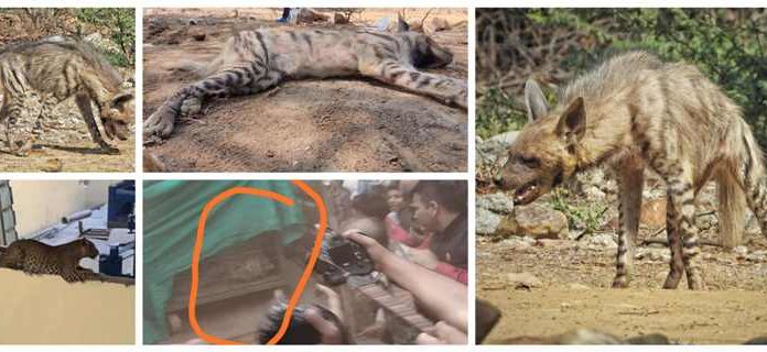 The Saved Hyena (hyena), a member of the Save Arwali Trust, was rescued more than 12 hours earlier, which was corrected to the Haryana Wildlife.